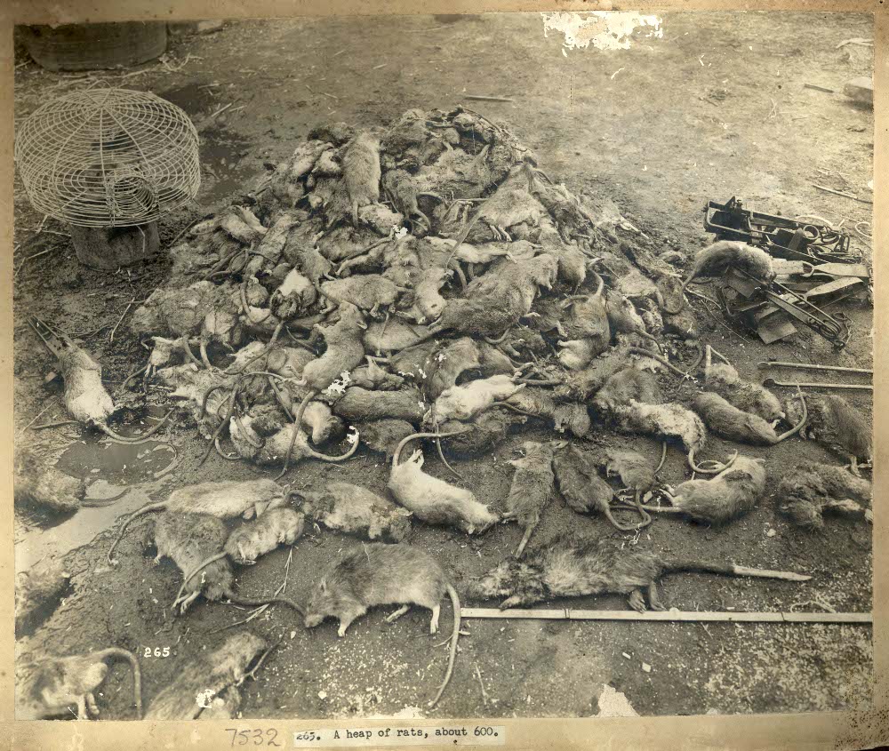 A heap of rats, c. Jul 1900. Sydney, Australia