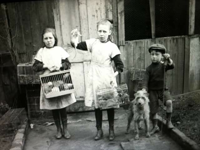 Rat catching children circa 1916