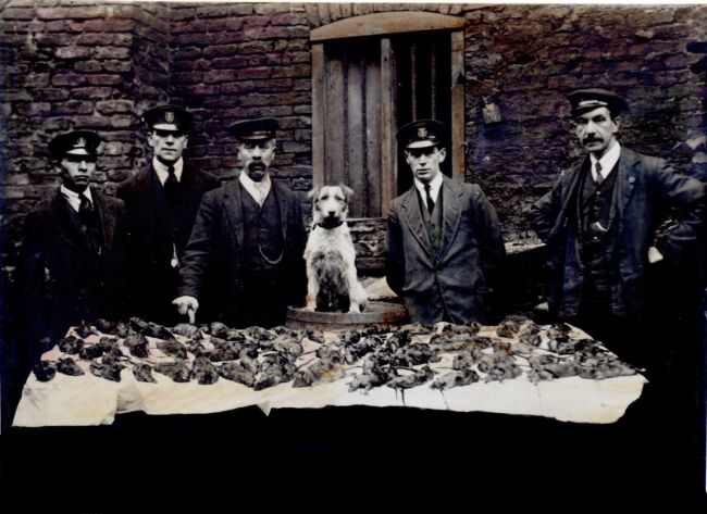 Old photographs of Rat-catchers, 1900s - Rare Historical Photos
